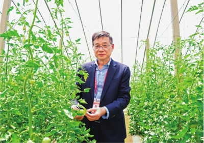 华农科技番茄“卖”出5000万元，比“儿时的味道”更好吃